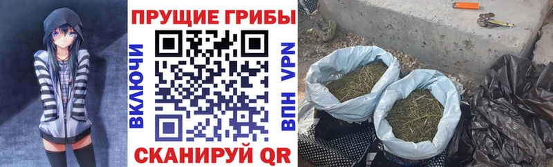 Псилоцибиновые грибы GOLDEN TEACHER  купить   Мезень 